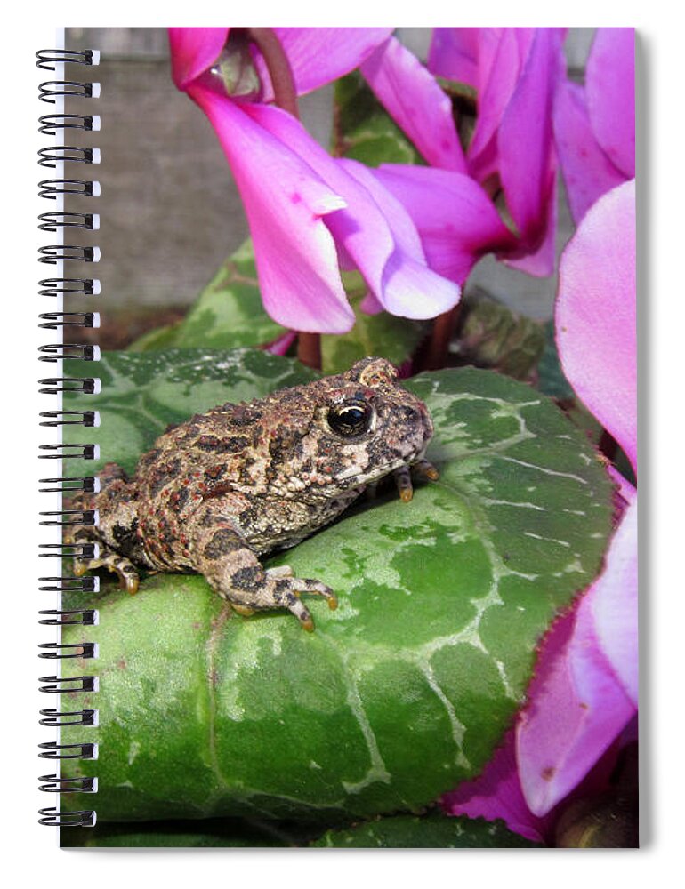 Frog Spiral Notebook featuring the photograph Frog on Cyclamen Plant by Debra Thompson