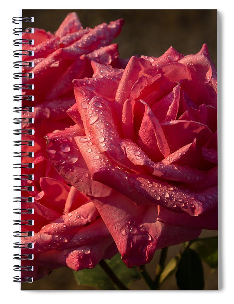 Georgia Mizuleva Spiral Notebook featuring the photograph From My Mother's Garden - Three Fabulous Old Fashioned Sweetheart Roses by Georgia Mizuleva