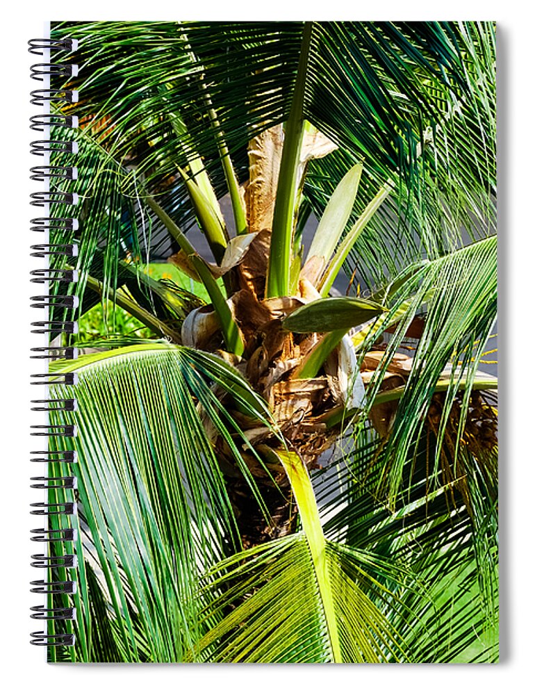 Botany Spiral Notebook featuring the photograph Fronds and Center by Christi Kraft