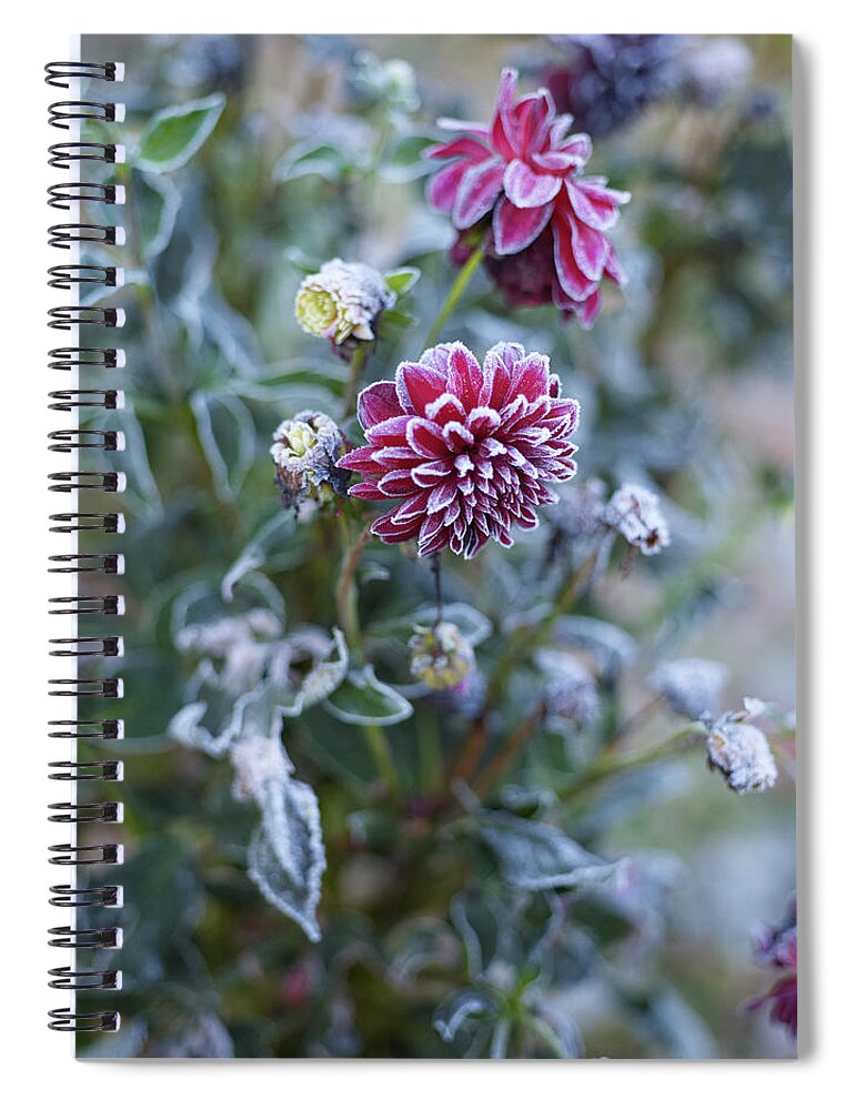 Sweden Spiral Notebook featuring the photograph Frosted Flowers by Johner Images