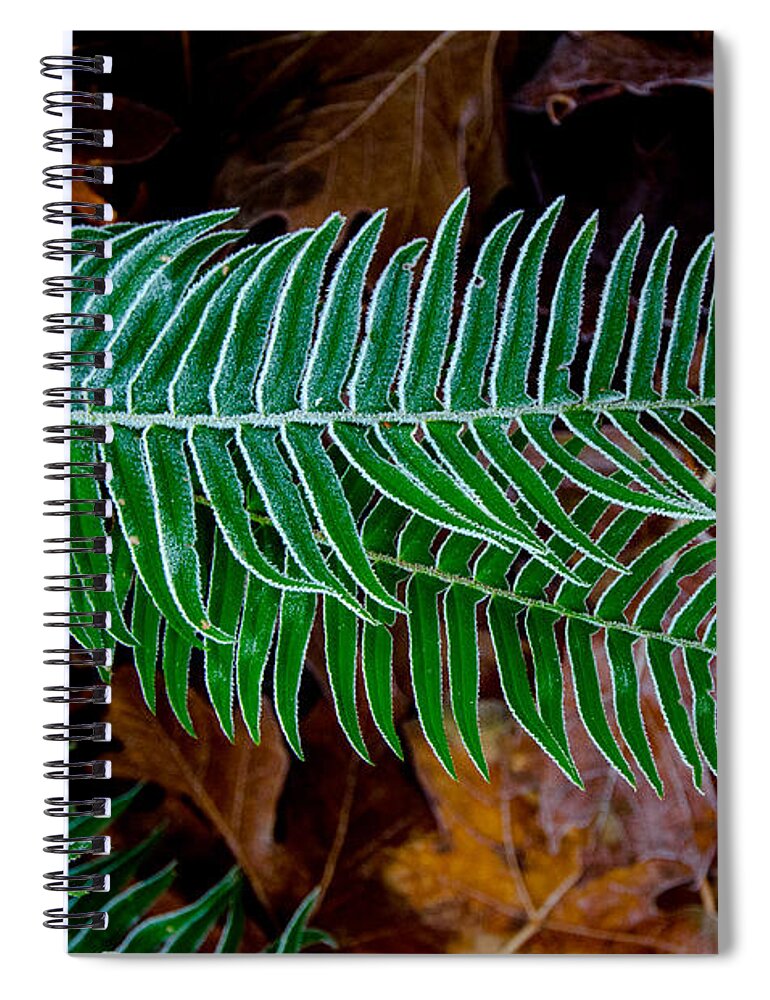 Frost Spiral Notebook featuring the photograph Frosty Ferns by Roxy Hurtubise