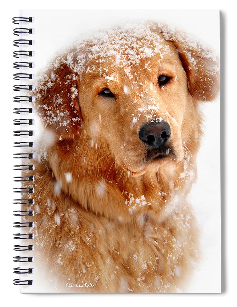 Golden Retriever Spiral Notebook featuring the photograph Frosty Mug by Christina Rollo