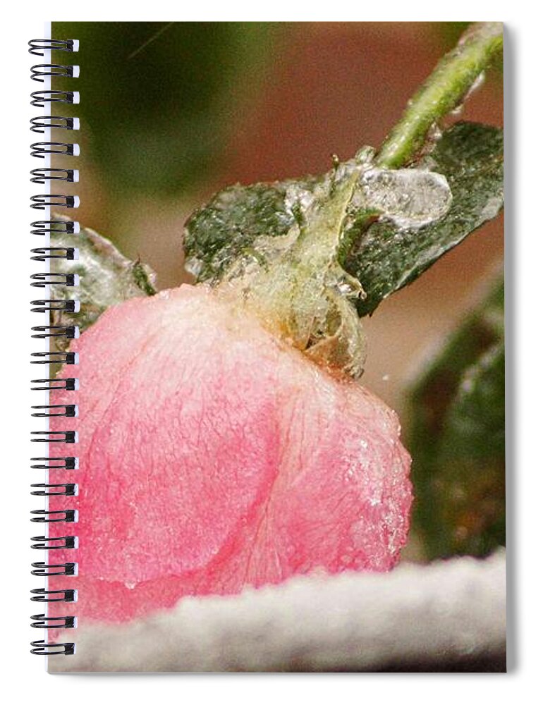 Rose Spiral Notebook featuring the photograph Frozen in time by Kathy Churchman