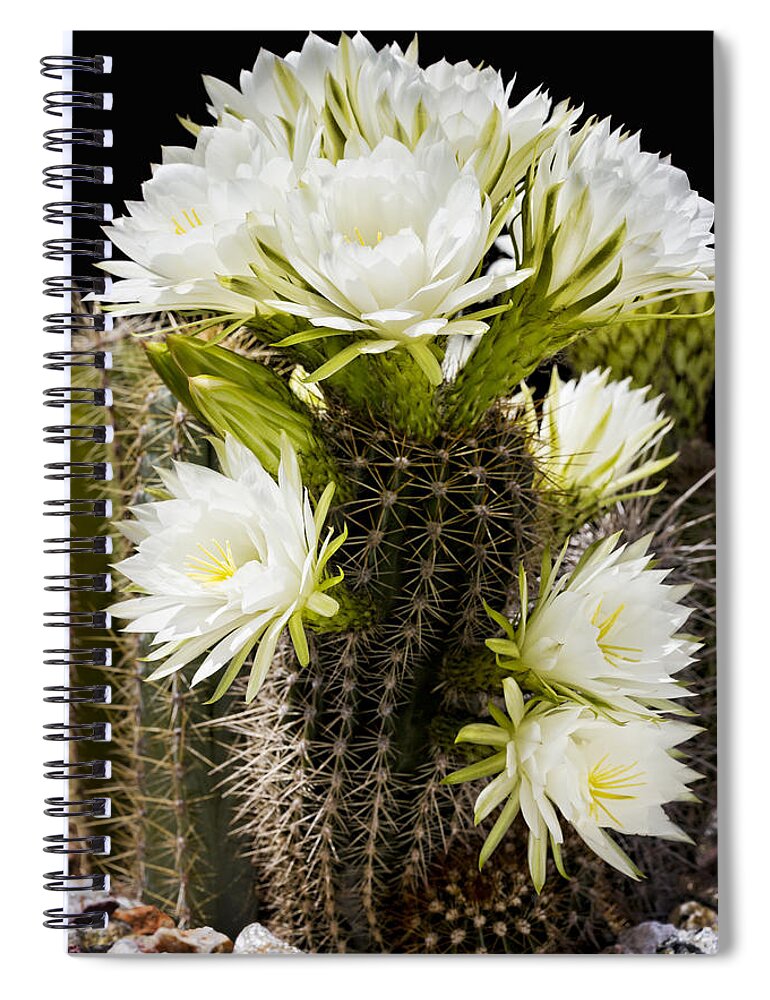 Full Bloom Spiral Notebook featuring the photograph Full Bloom by Kelley King