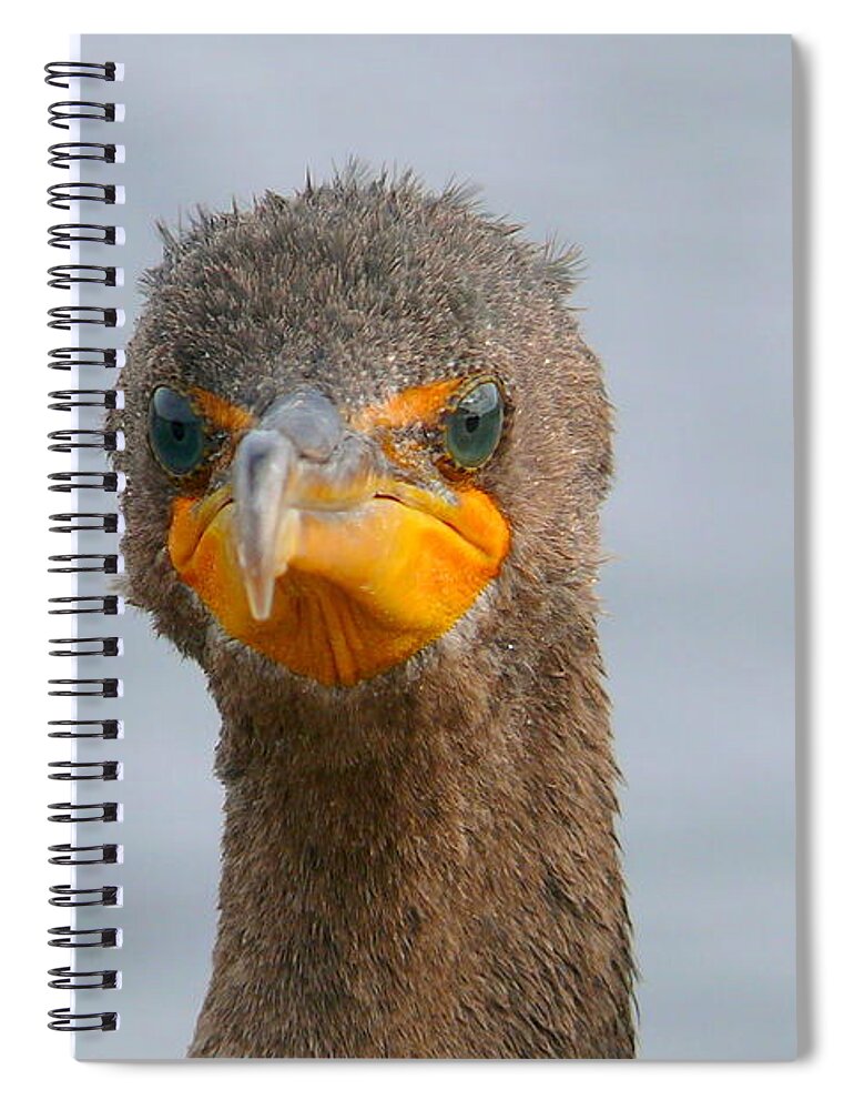 Alive Spiral Notebook featuring the photograph Funny looking Bird by Amanda Mohler