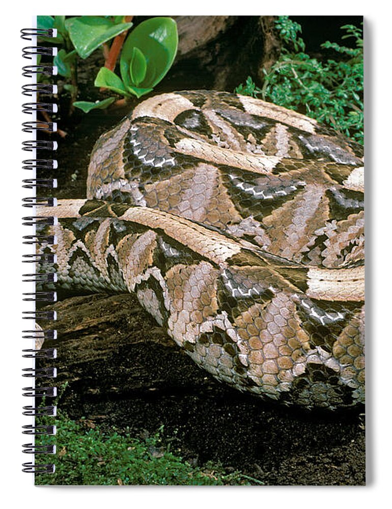Gaboon Viper Spiral Notebook featuring the photograph Gaboon Viper by ER Degginger