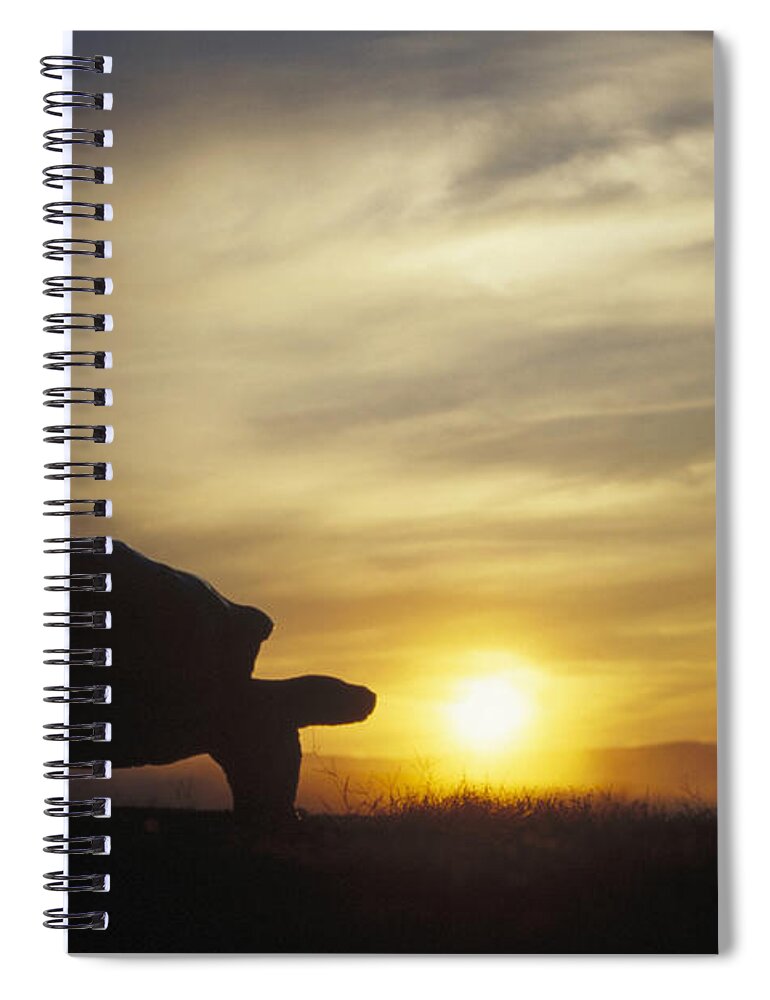 Feb0514 Spiral Notebook featuring the photograph Galapagos Giant Tortoise At Sunrise by Tui De Roy