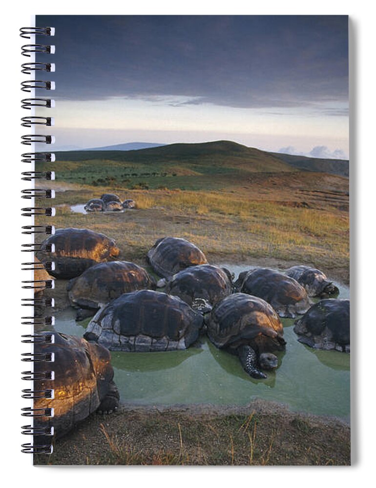 Feb0514 Spiral Notebook featuring the photograph Galapagos Giant Tortoise Wallowing by Tui De Roy