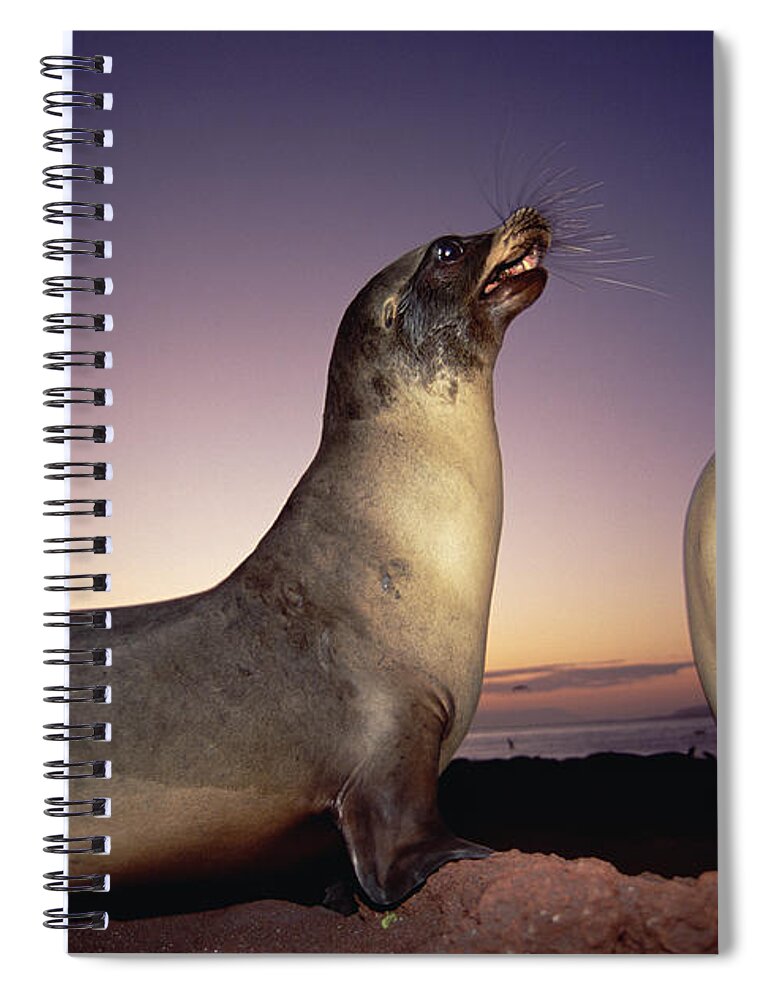 Feb0514 Spiral Notebook featuring the photograph Galapagos Sea Lion Bulls Sparring by Tui De Roy