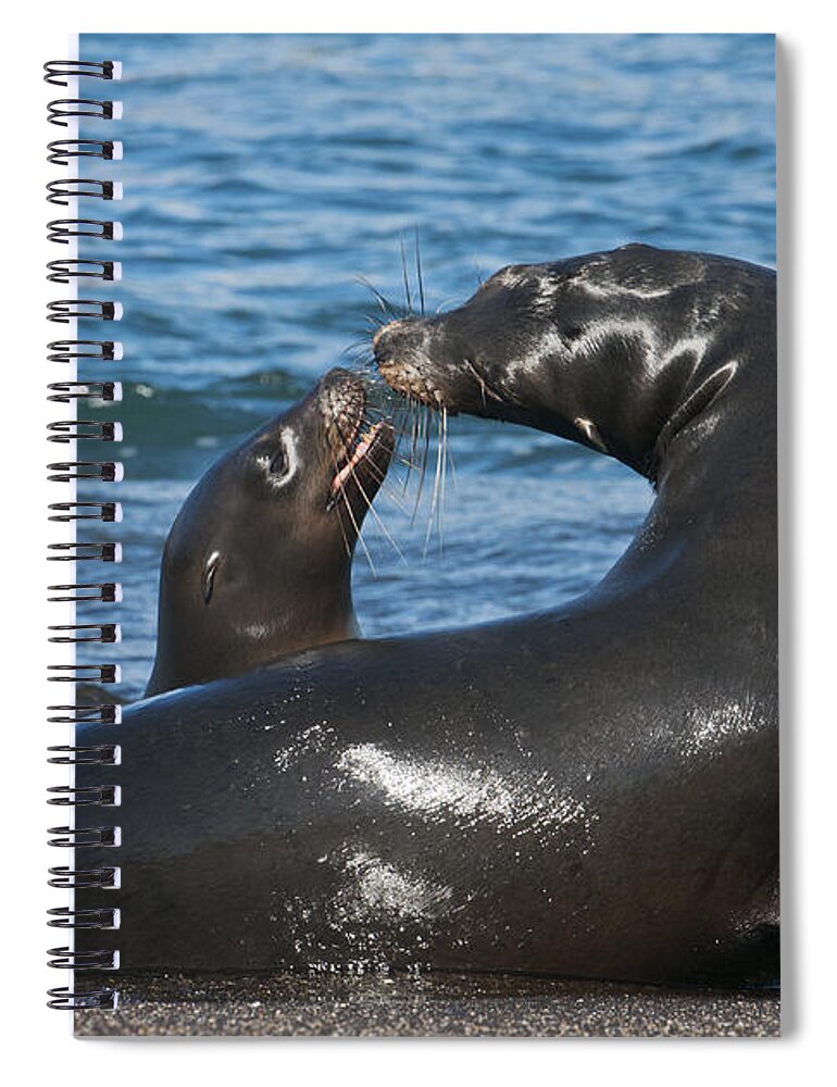 Feb0514 Spiral Notebook featuring the photograph Galapagos Sea Lion Mother And Pup by Kevin Schafer