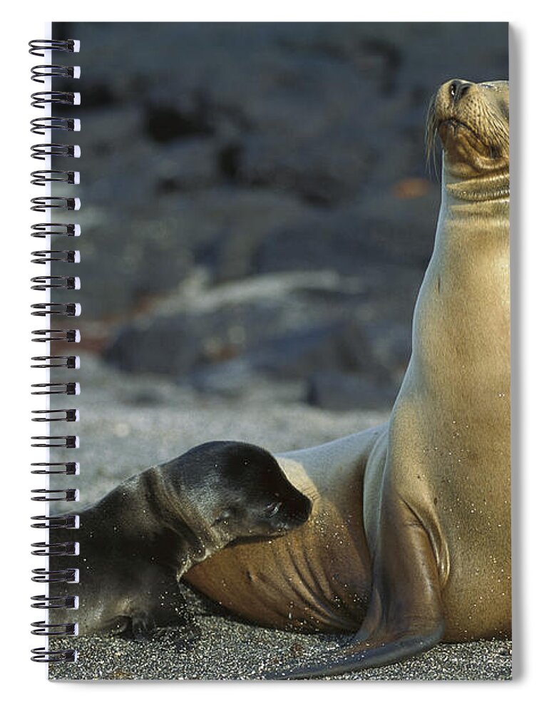 Feb0514 Spiral Notebook featuring the photograph Galapagos Sea Lion Nursing Newborn by Tui De Roy