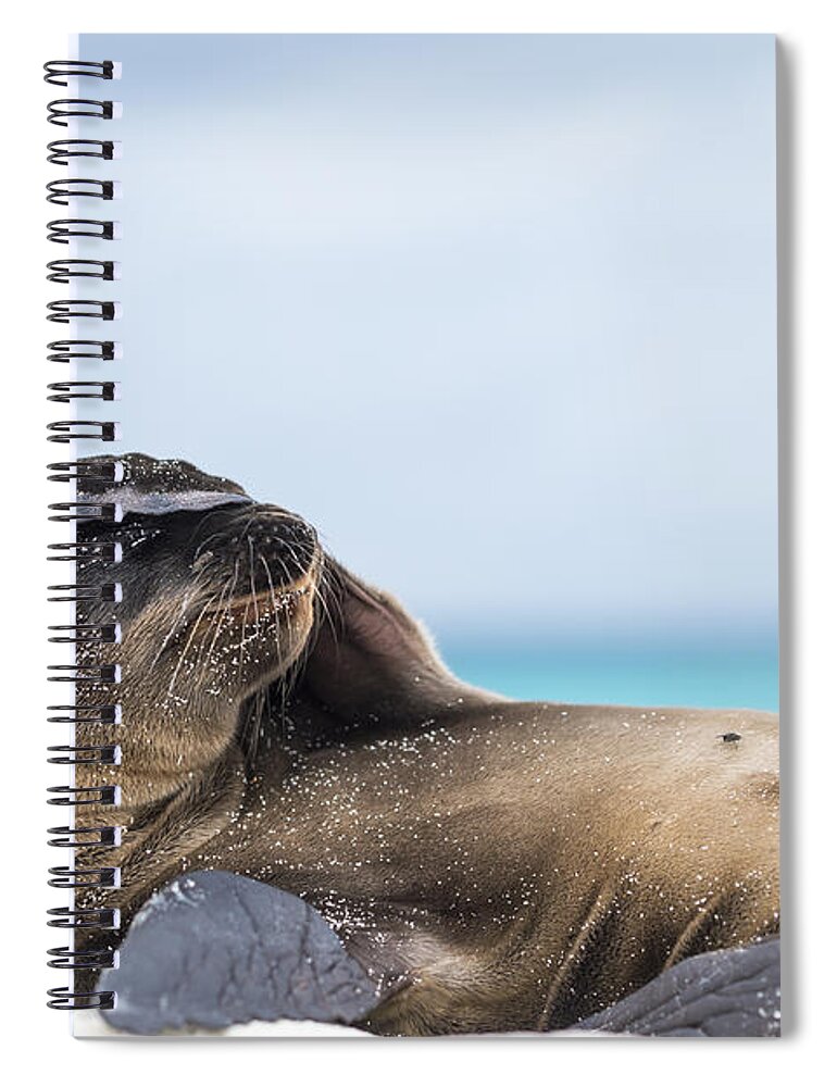 Tui De Roy Spiral Notebook featuring the photograph Galapagos Sea Lion Pup Covering Face by Tui De Roy