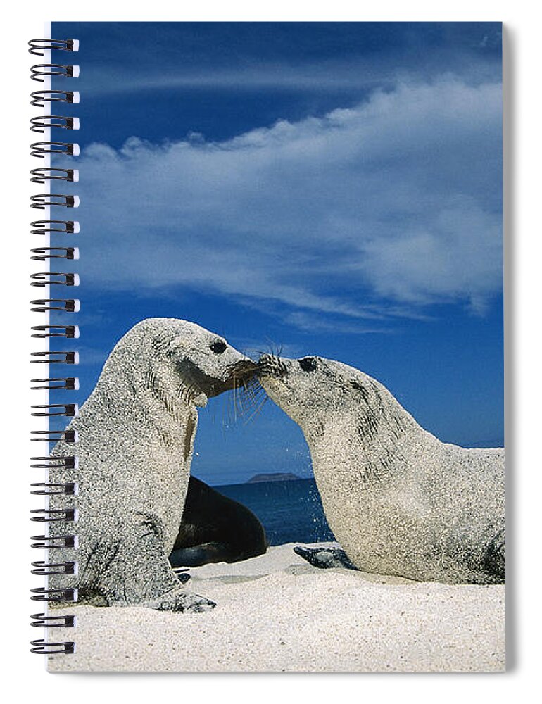 Feb0514 Spiral Notebook featuring the photograph Galapagos Sea Lion Pups Covered In Sand by Tui De Roy