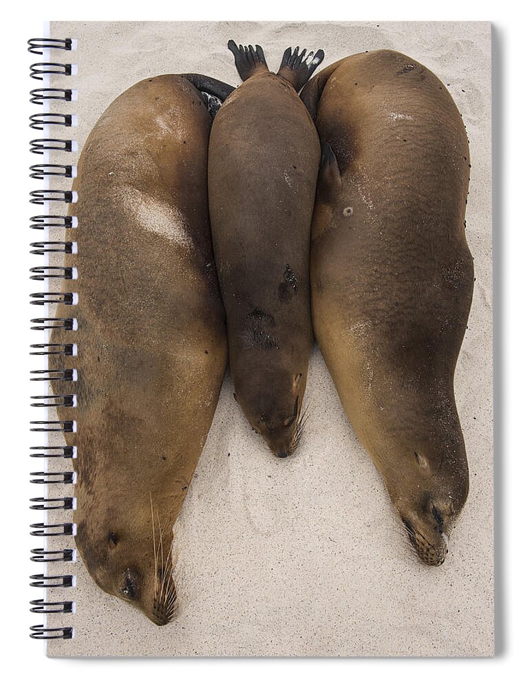 Pete Oxford Spiral Notebook featuring the photograph Galapagos Sea Lions Gardner Bay Hood by Pete Oxford