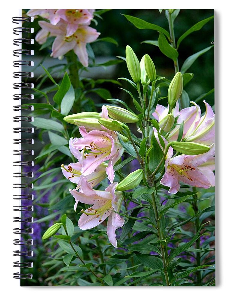 Garden Pink Lilies Spiral Notebook featuring the photograph Garden Pink Lilies by Maria Urso