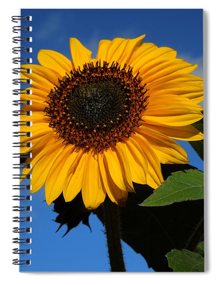 Colette Spiral Notebook featuring the photograph Garden Sunflower October by Colette V Hera Guggenheim