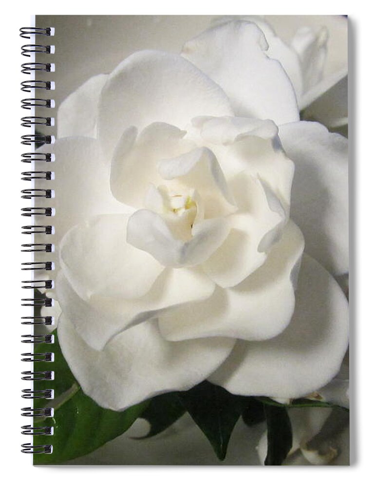 Gardenia Spiral Notebook featuring the photograph Gardenia Bowl by Deborah Lacoste