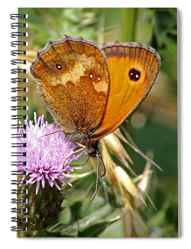 Butterfly Spiral Notebook featuring the photograph Gatekeeper Butterfly by Tony Murtagh