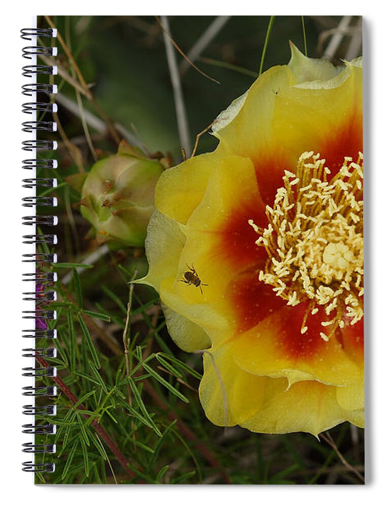 Gattinger's Prairie Clover And Prickly Pear Flower Spiral Notebook featuring the photograph Gattinger's Prairie Clover And Prickly Pear Flower by Daniel Reed
