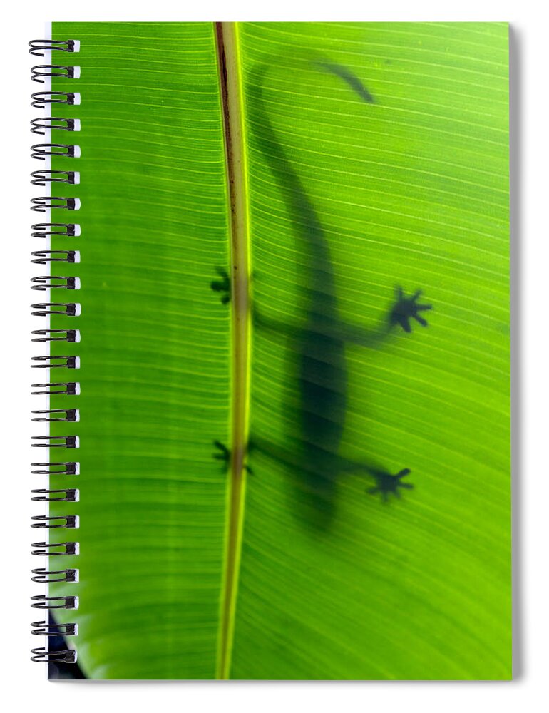 Hawaii Spiral Notebook featuring the photograph Gecko silhouette by Dan McManus