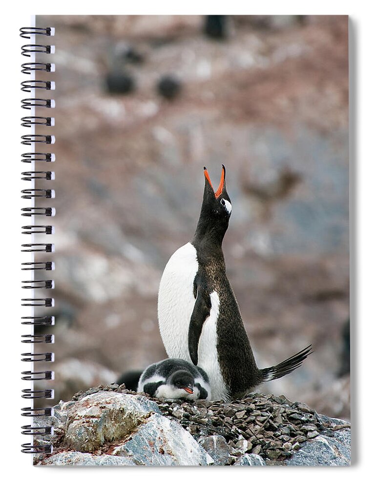 Animals In The Wild Spiral Notebook featuring the photograph Gentoo Penguin Pygoscelis Papua by Jim Julien / Design Pics
