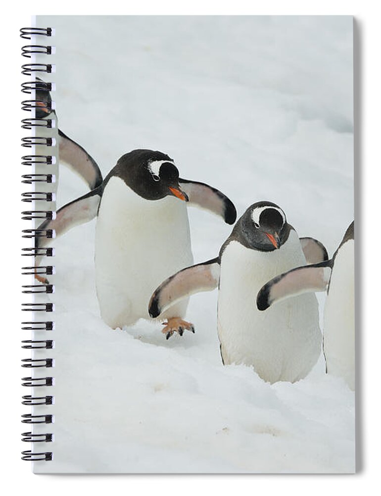 534754 Spiral Notebook featuring the photograph Gentoo Penguin Quartet Booth Isl by Kevin Schafer