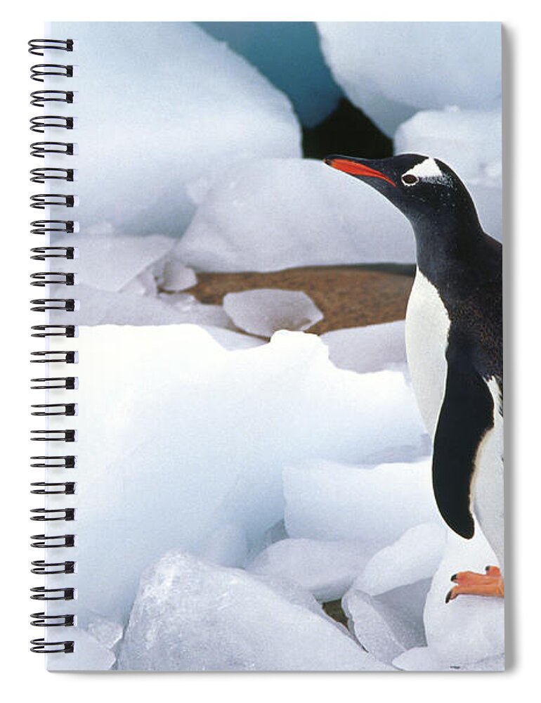 Snow Spiral Notebook featuring the photograph Gentoo Penguin Walking Over Ice Blocks by Richard I'anson
