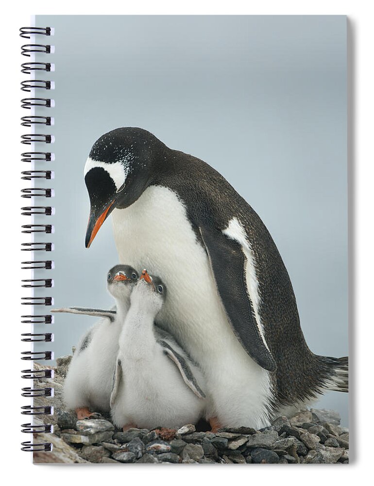 534764 Spiral Notebook featuring the photograph Gentoo Penguin With Chicks Antarctica by Kevin Schafer