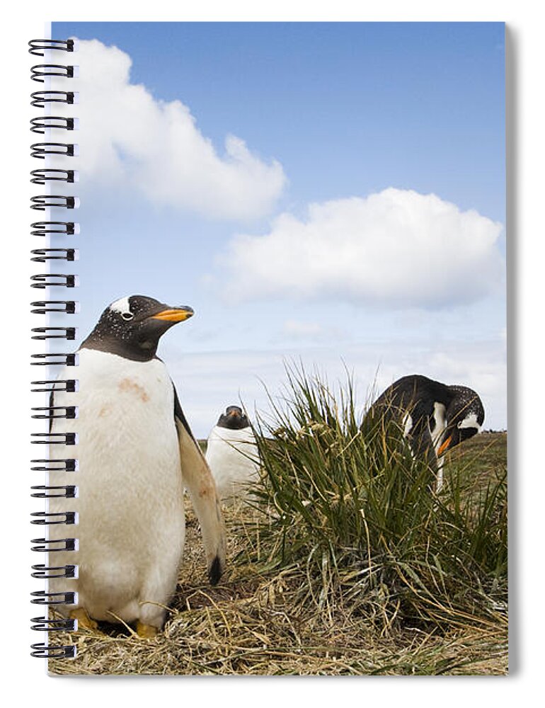 Flpa Spiral Notebook featuring the photograph Gentoo Penguins Sea Lion Isl Falklands by Dickie Duckett