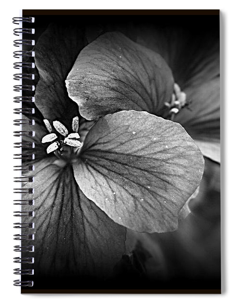 Geranium Spiral Notebook featuring the photograph Geranium Flowers by Kay Novy
