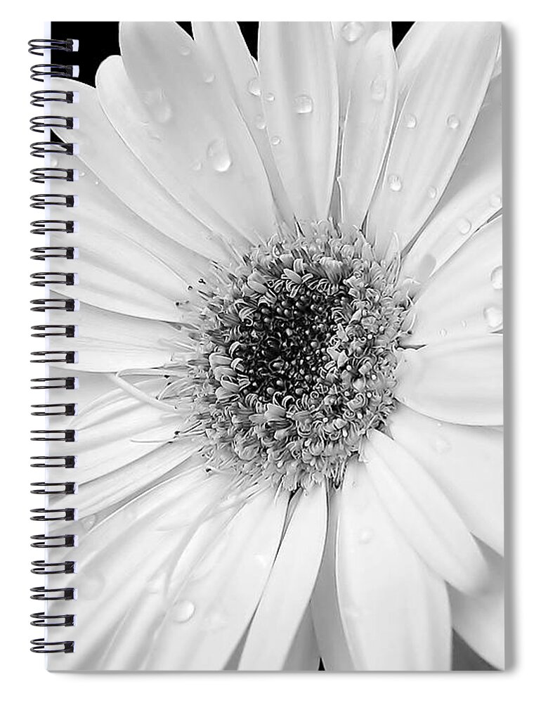 Daisy Spiral Notebook featuring the photograph Gerber Daisies in Black and White by Jennie Marie Schell