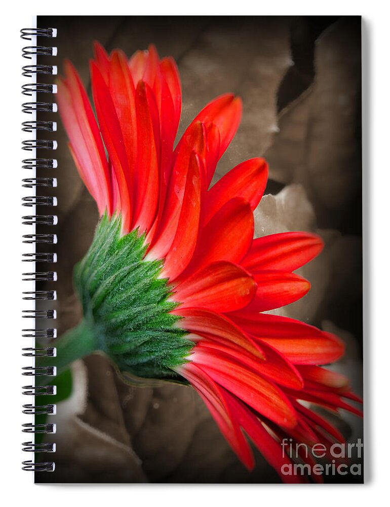 Flower Spiral Notebook featuring the photograph Gerber Daisy Bashful Red by Ella Kaye Dickey