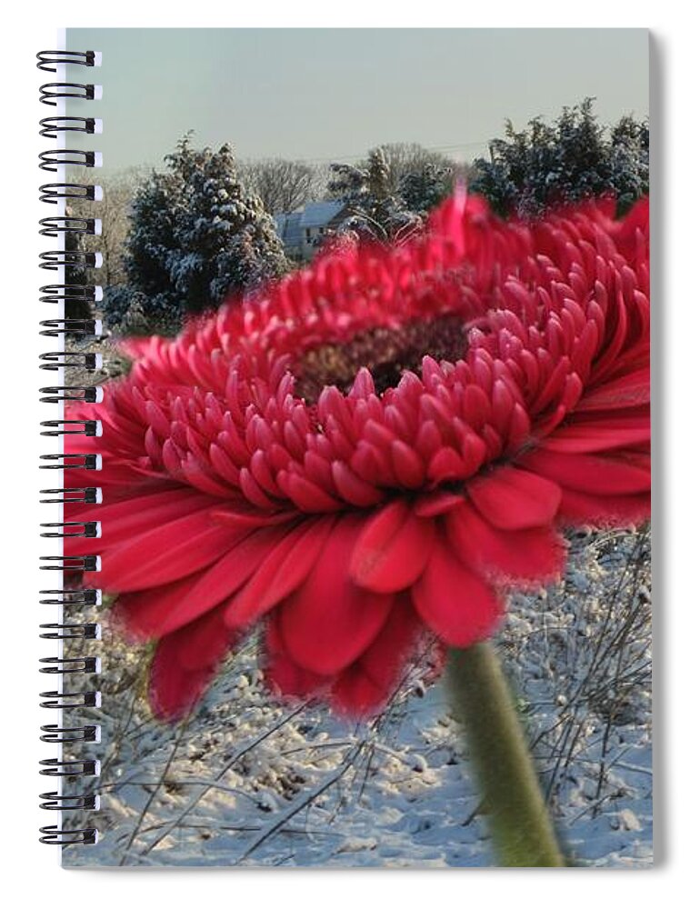 Snow Spiral Notebook featuring the photograph Gerbera Daisy In The Snow by Trish Tritz