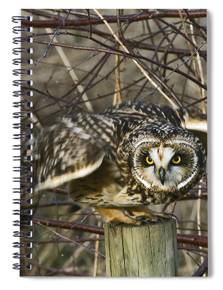 Short Eared Owl Spiral Notebook featuring the photograph Get Ready by Rob Mclean 