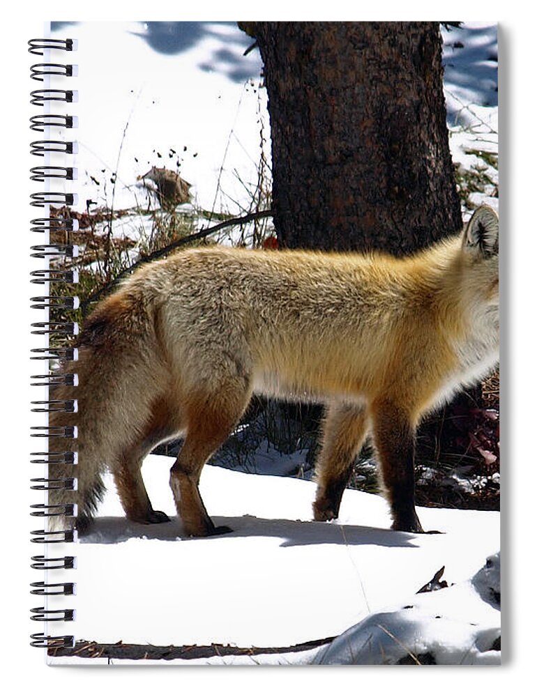Fox Spiral Notebook featuring the photograph Getting A Little Sunshine by DeeLon Merritt