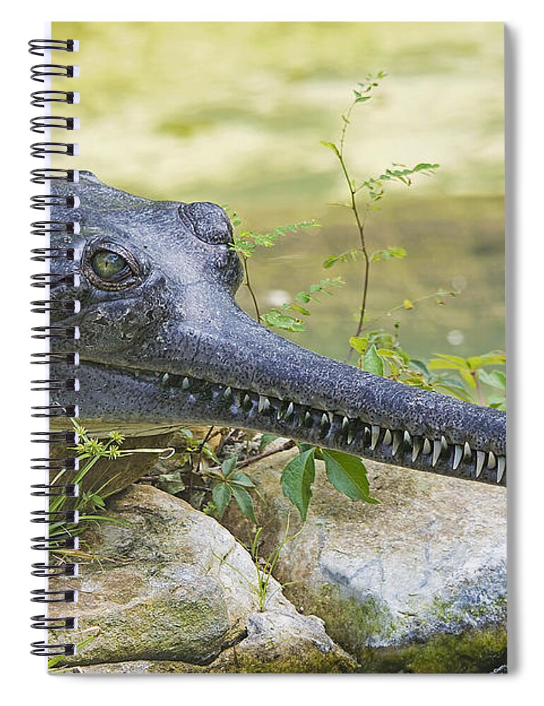 Wildlife Spiral Notebook featuring the photograph Gharial by Kenneth Albin