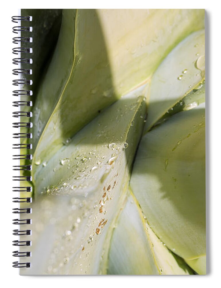 Agave Spiral Notebook featuring the photograph Giant Agave Abstract 3 by Scott Campbell
