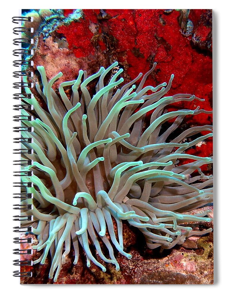 Nature Spiral Notebook featuring the photograph Giant Green Sea Anemone against Red Coral by Amy McDaniel