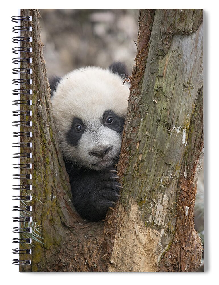 Katherine Feng Spiral Notebook featuring the photograph Giant Panda Cub Bifengxia Panda Base by Katherine Feng