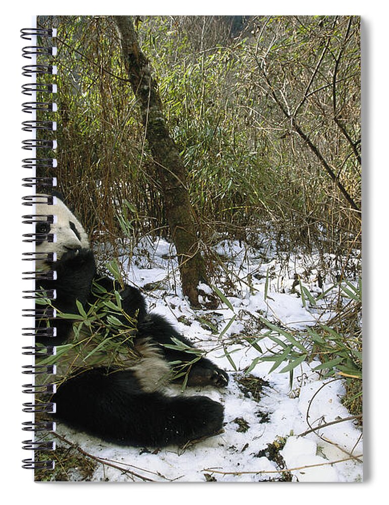 Feb0514 Spiral Notebook featuring the photograph Giant Panda Eating Bamboo Wolong China by Pete Oxford