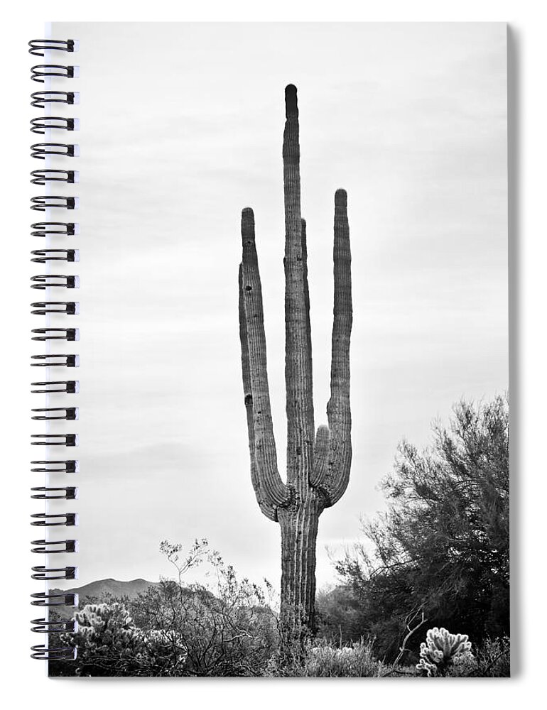 Saguaro Spiral Notebook featuring the photograph Giant Saguaro Sonoran Desert Portrait BW by James BO Insogna