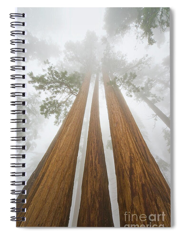00431220 Spiral Notebook featuring the photograph Giant Sequoias In the Fog by Yva Momatiuk John Eastcott