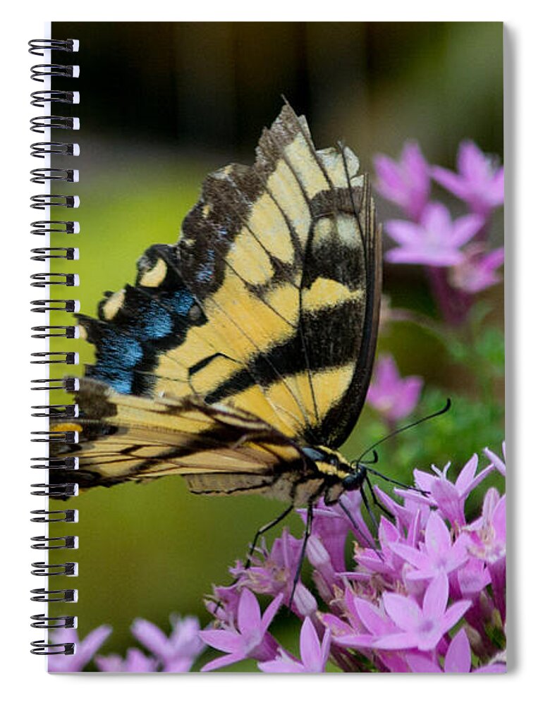Giant Spiral Notebook featuring the photograph Giant Swallowtail by Angela DeFrias
