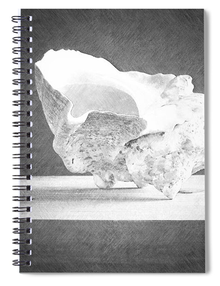 Giant Turban Shell Spiral Notebook featuring the photograph Giant Turban Shell by Frank Wilson