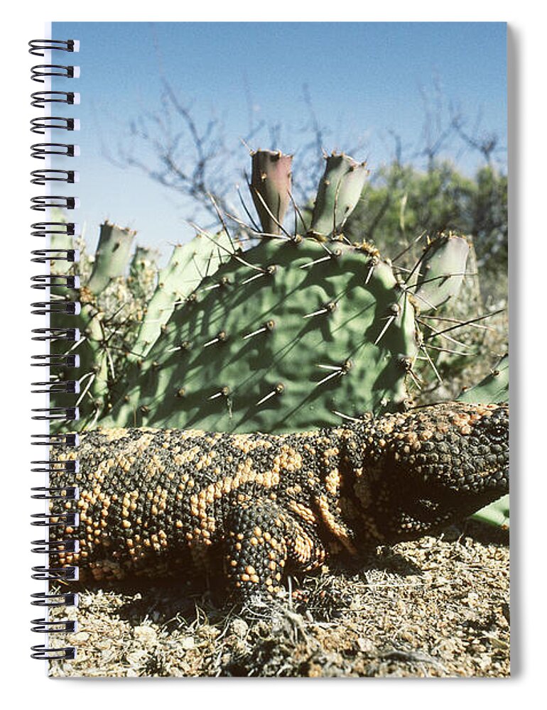 Animal Spiral Notebook featuring the photograph Gila Monster Heloderma S. Suspectum by Gerald C. Kelley