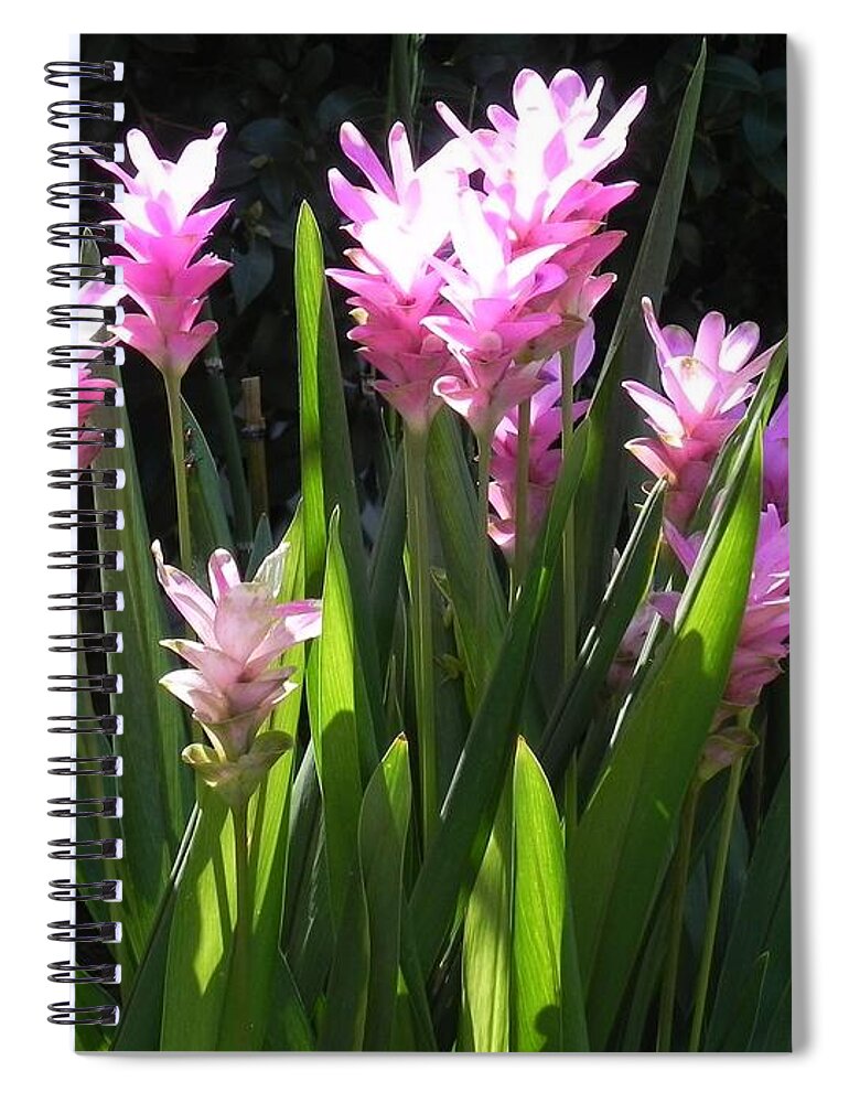Goner In Bloom Spiral Notebook featuring the photograph Ginger Is A Complete Surprise In Bloom by Patricia Greer