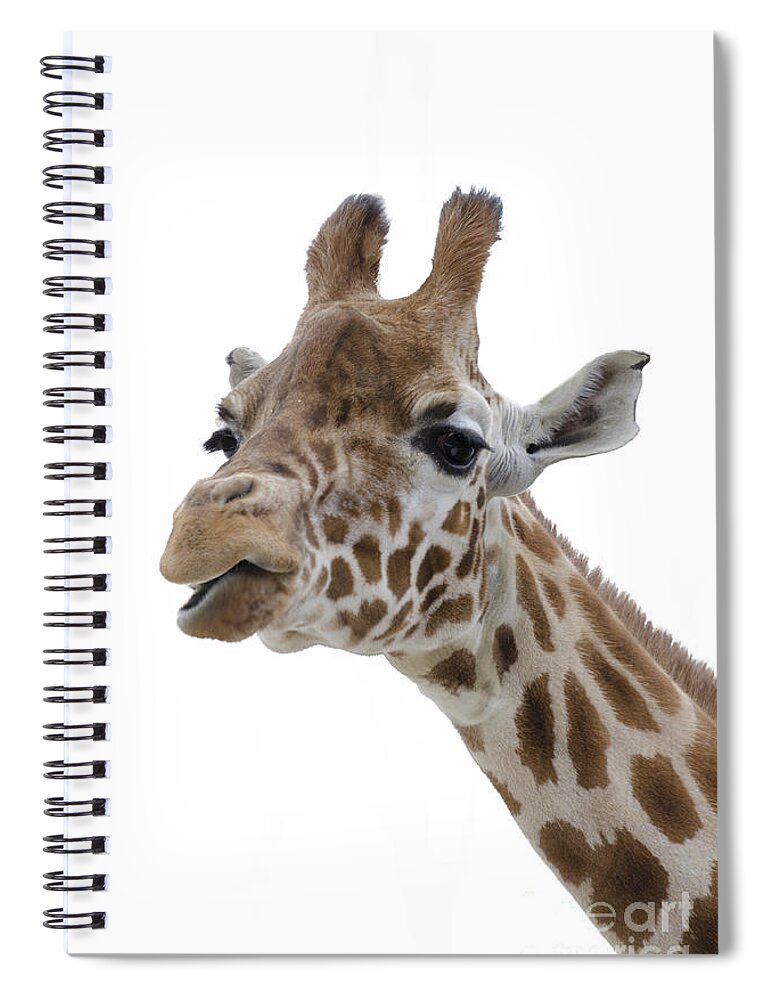 Giraffe Spiral Notebook featuring the photograph Giraffe - colour by Steev Stamford