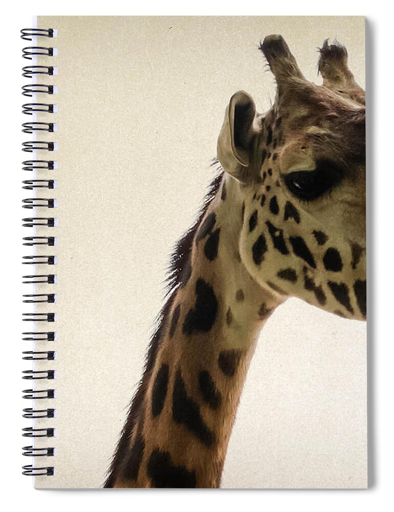 Wildlife Spiral Notebook featuring the photograph Giraffe 2 by Andrea Anderegg