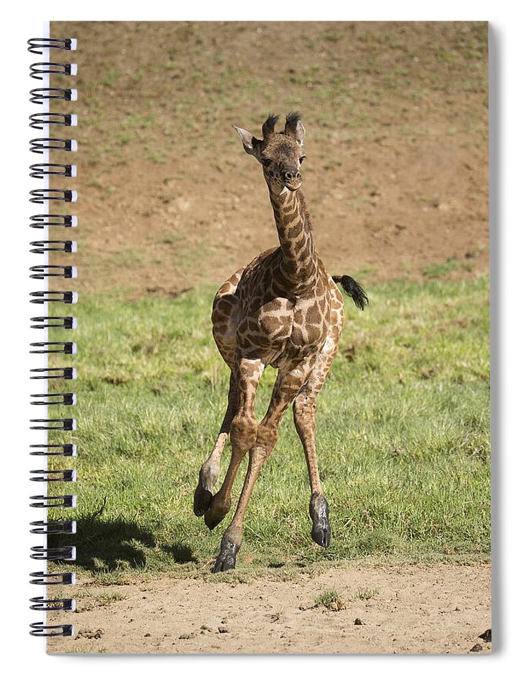 San Diego Zoo Spiral Notebook featuring the photograph Giraffe Calf Running by San Diego Zoo