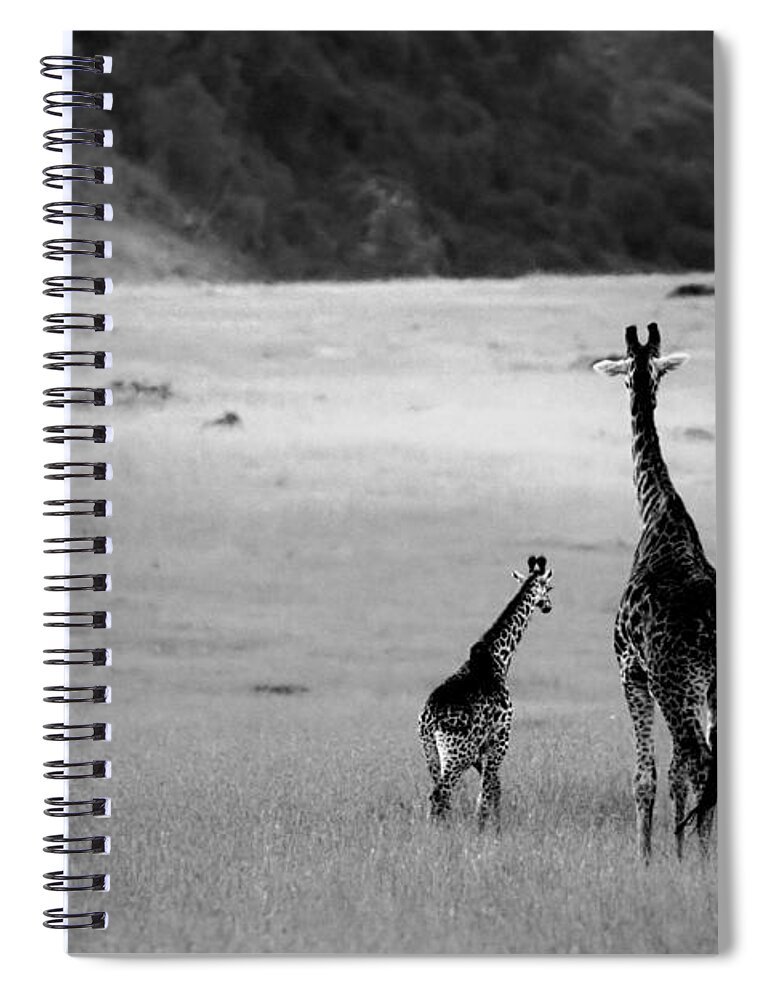 Giraffe Spiral Notebook featuring the photograph Giraffe in Black and White by Sebastian Musial